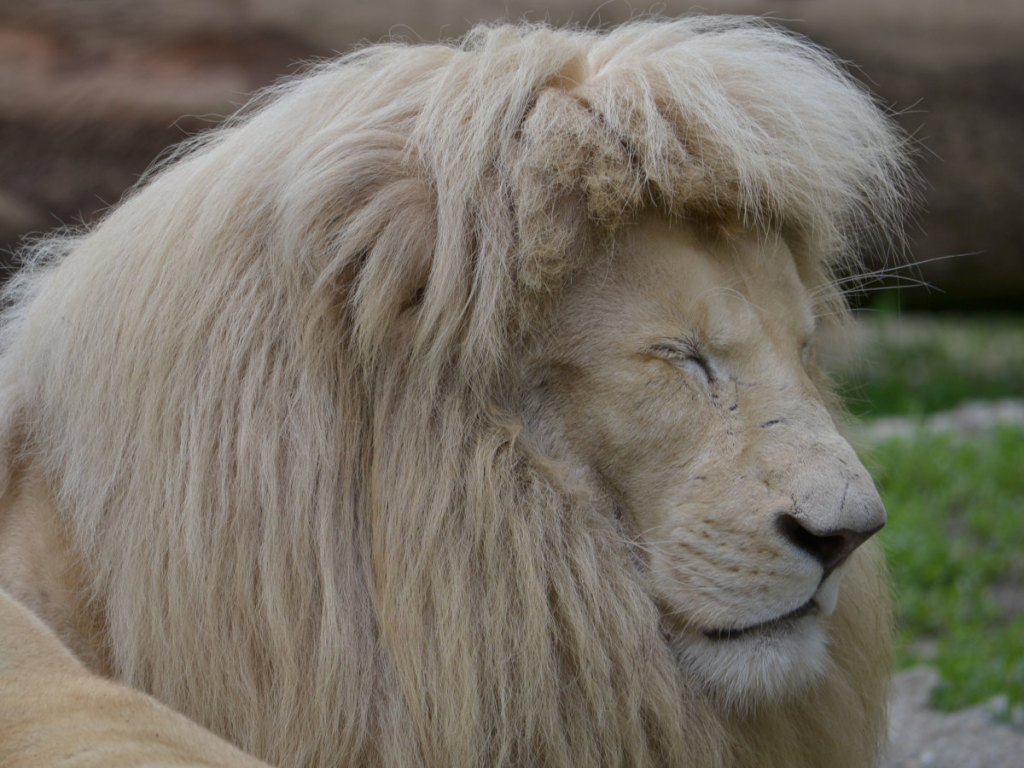 I am a developer. Senior&nbsp;developer